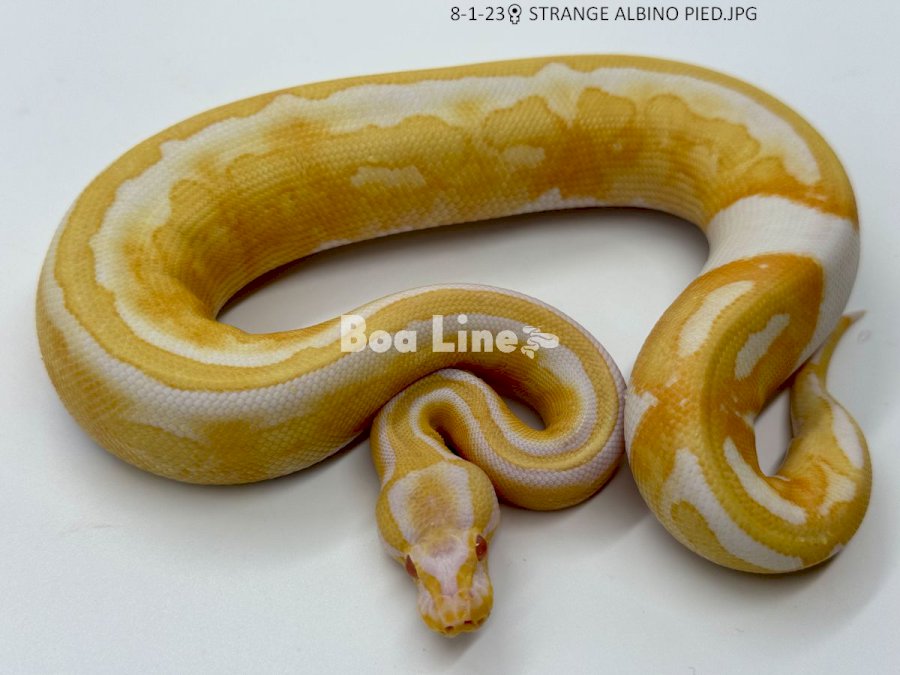 STRANGE ALBINO PIED